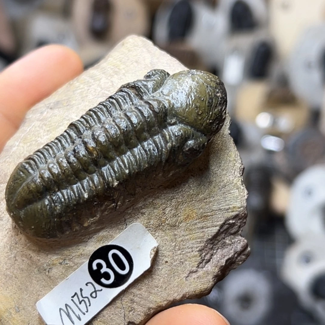 古生物异色镜眼三叶虫