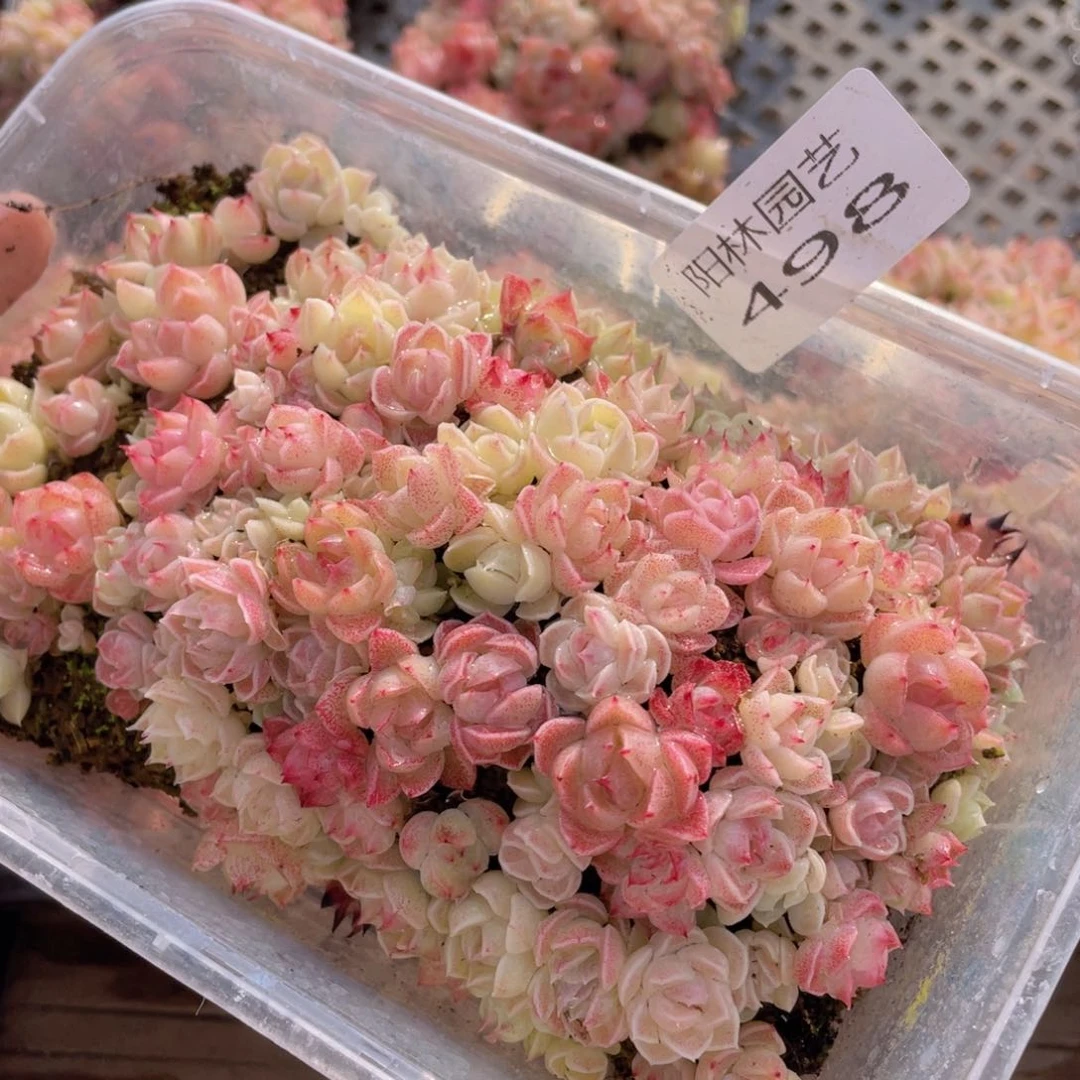 多肉植物多肉植物498