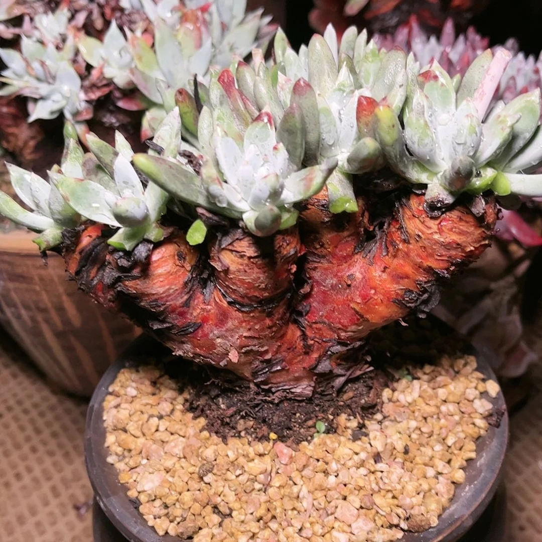 88391千寿姬苹果叶多肉