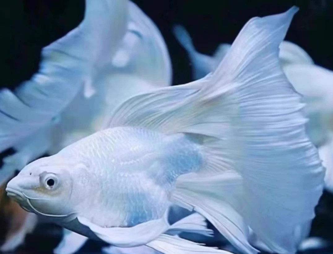 蝴蝶鲤精品台系16-18公分白色大鳍大尾好养耐活