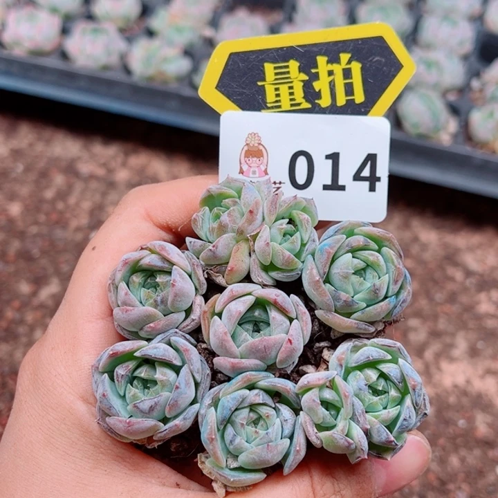 多肉植物多肉植物