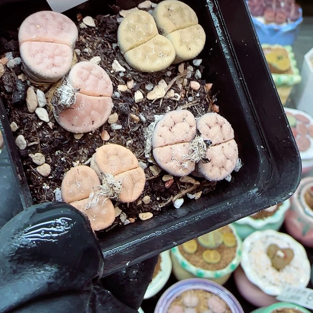 生石花满18包邮1208-96