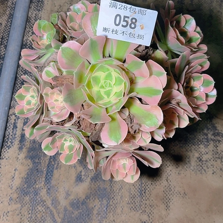 058粉女巫多肉植物