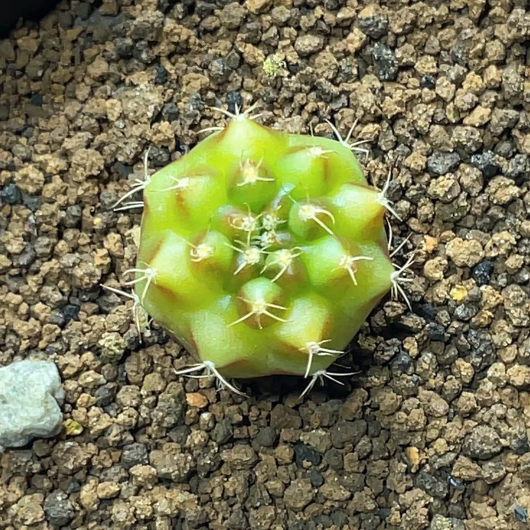 当前无花朵，栽培后可花朵