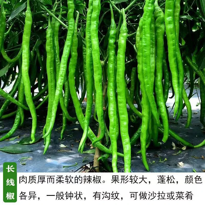 辣椒:热辣风情在舌尖上的绽放 辣椒苗  各种蔬菜苗冬天--线椒