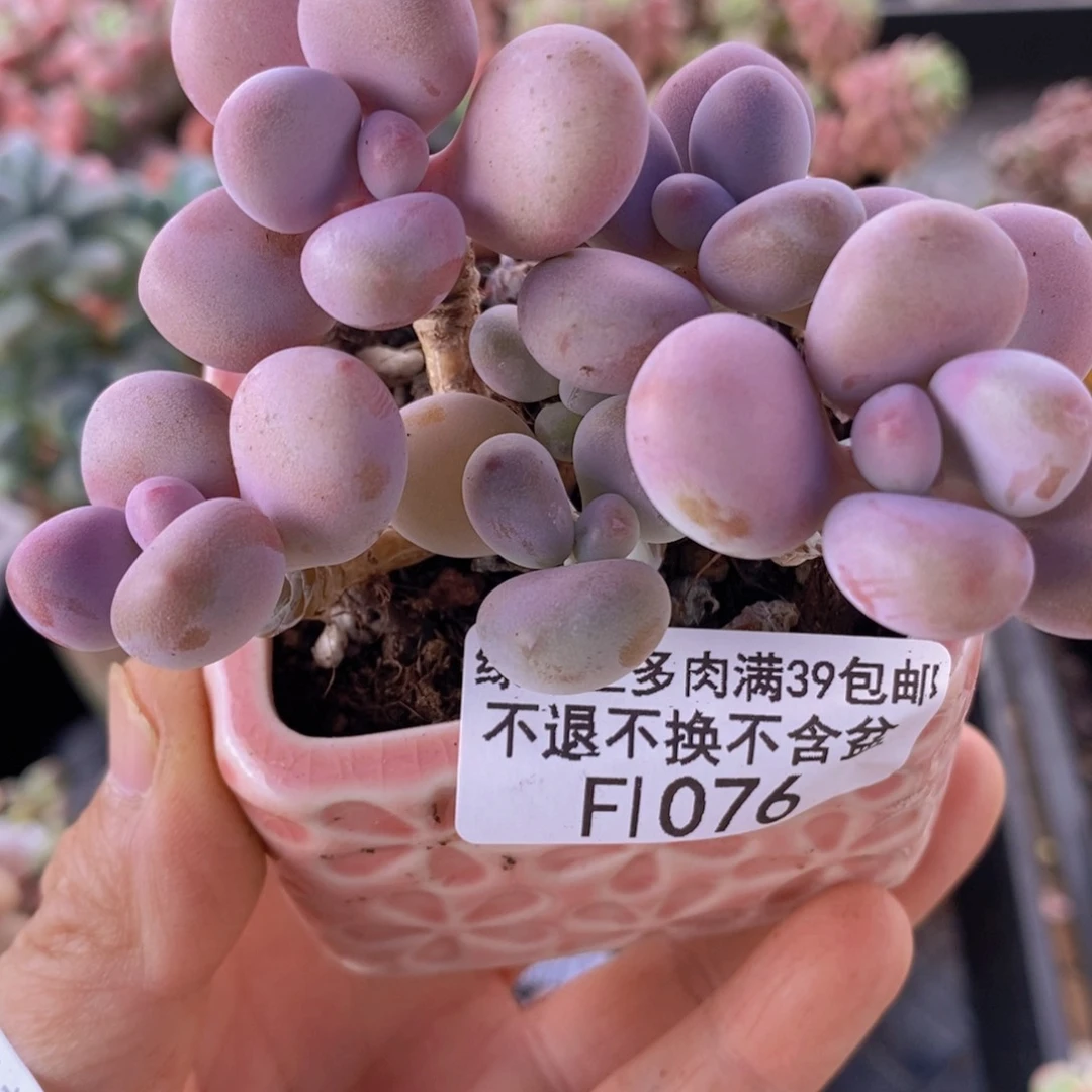腰子桃蛋6cm1076多肉植物