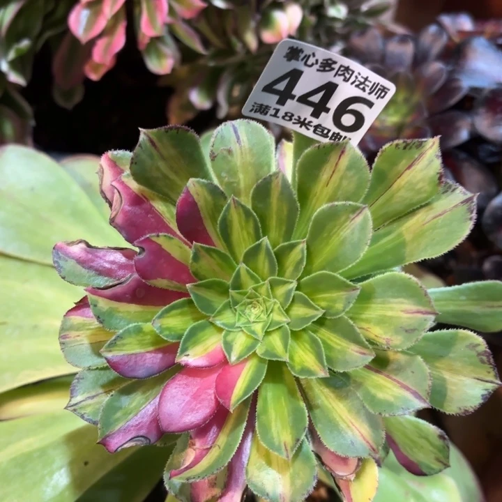 446知否掌心多肉法师锦不包侧枝断枝的