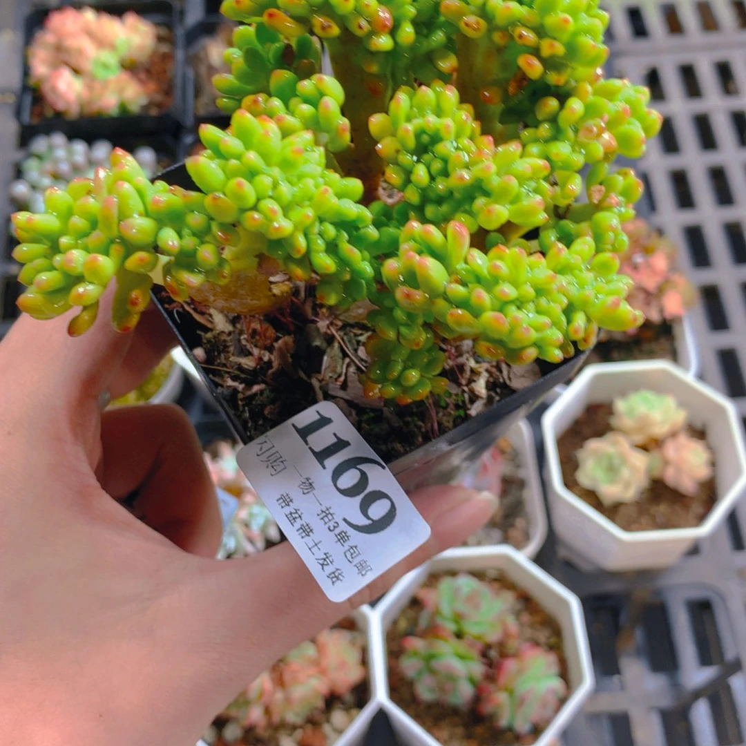 5厘米盆精控多肉1169