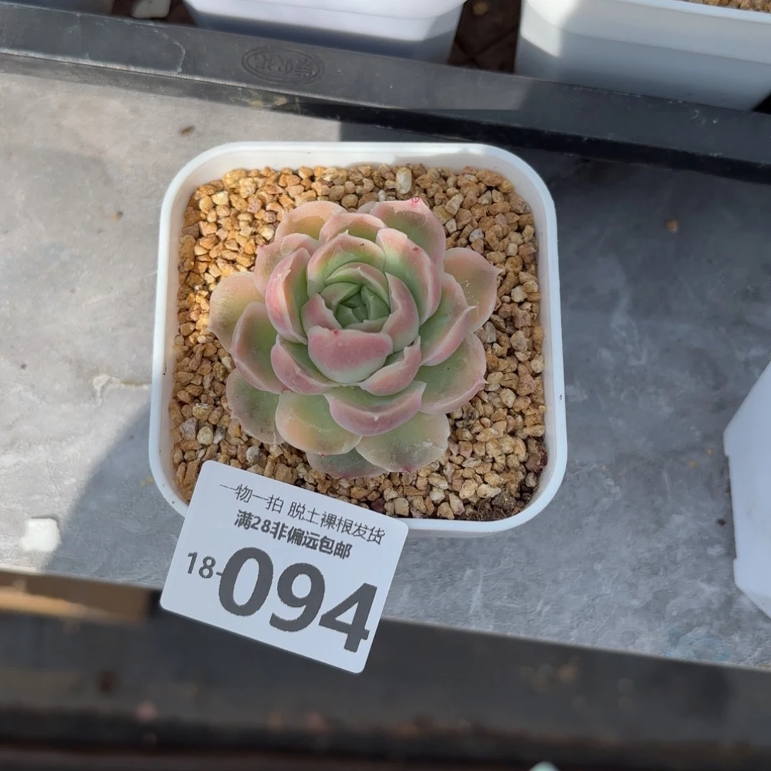 水晶虾饺单头多肉多肉