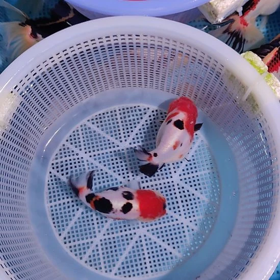 金鱼067兰寿两只特价顺丰包邮