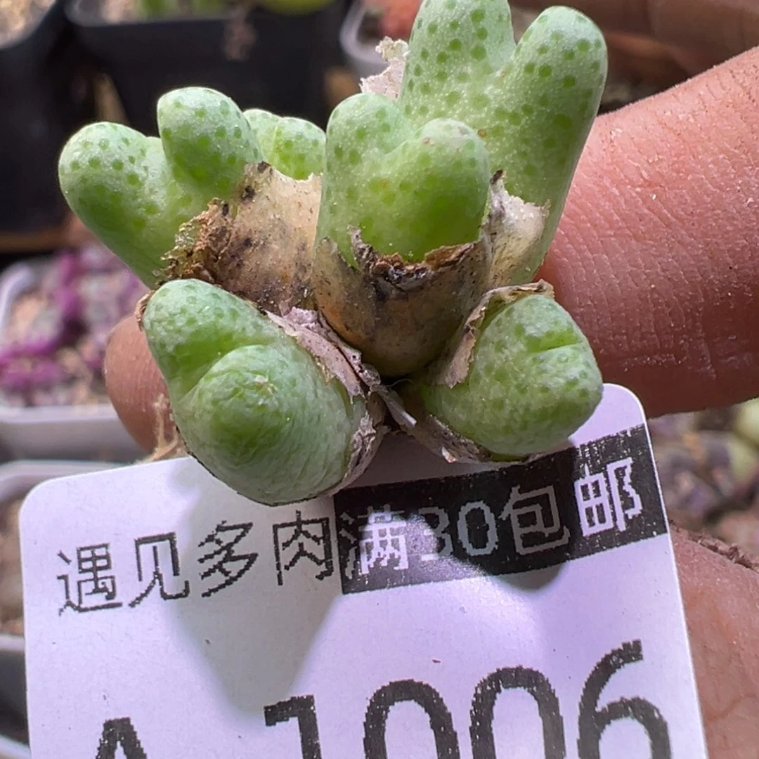 多肉植物111111111111
