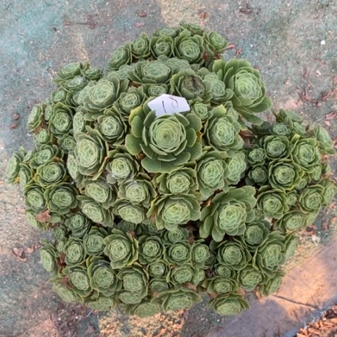 多肉植物组合拼盘18