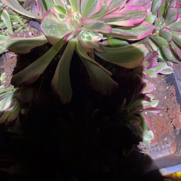 浩*503组合掌心多肉法师锦