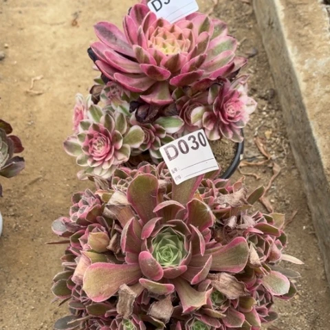 多肉植物男神倾城