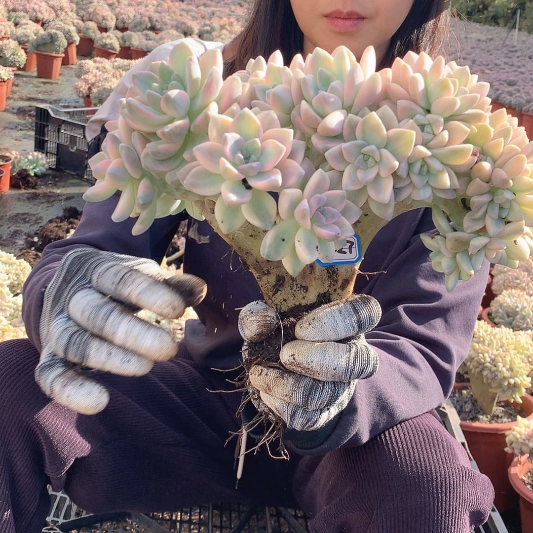 427 淡雪锦缀 一物一拍