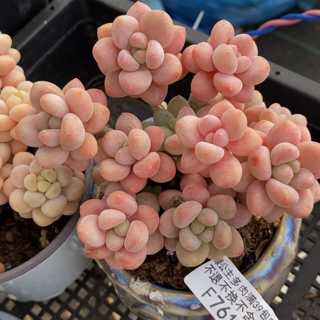 鱼子酱761/10cm多肉