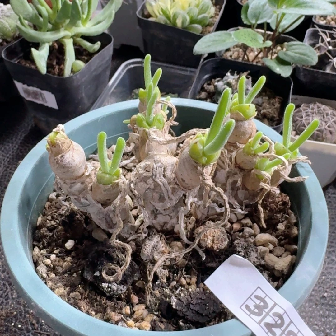 328碧光环带盆发货