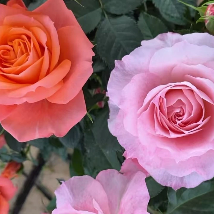 “双十一”2盆福利（海神王+咖啡时间）带花苞发基地直发