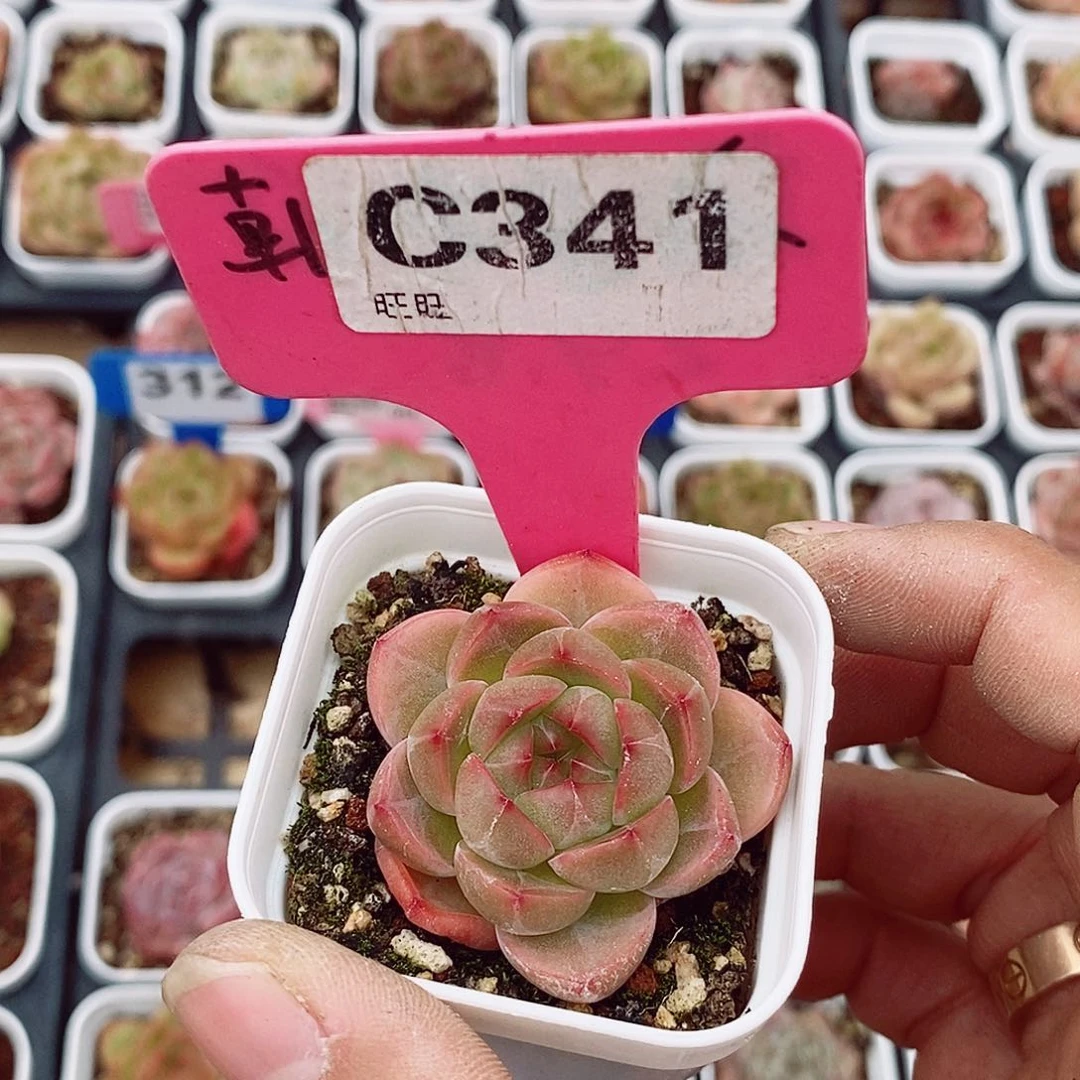 福利4cm多肉植物