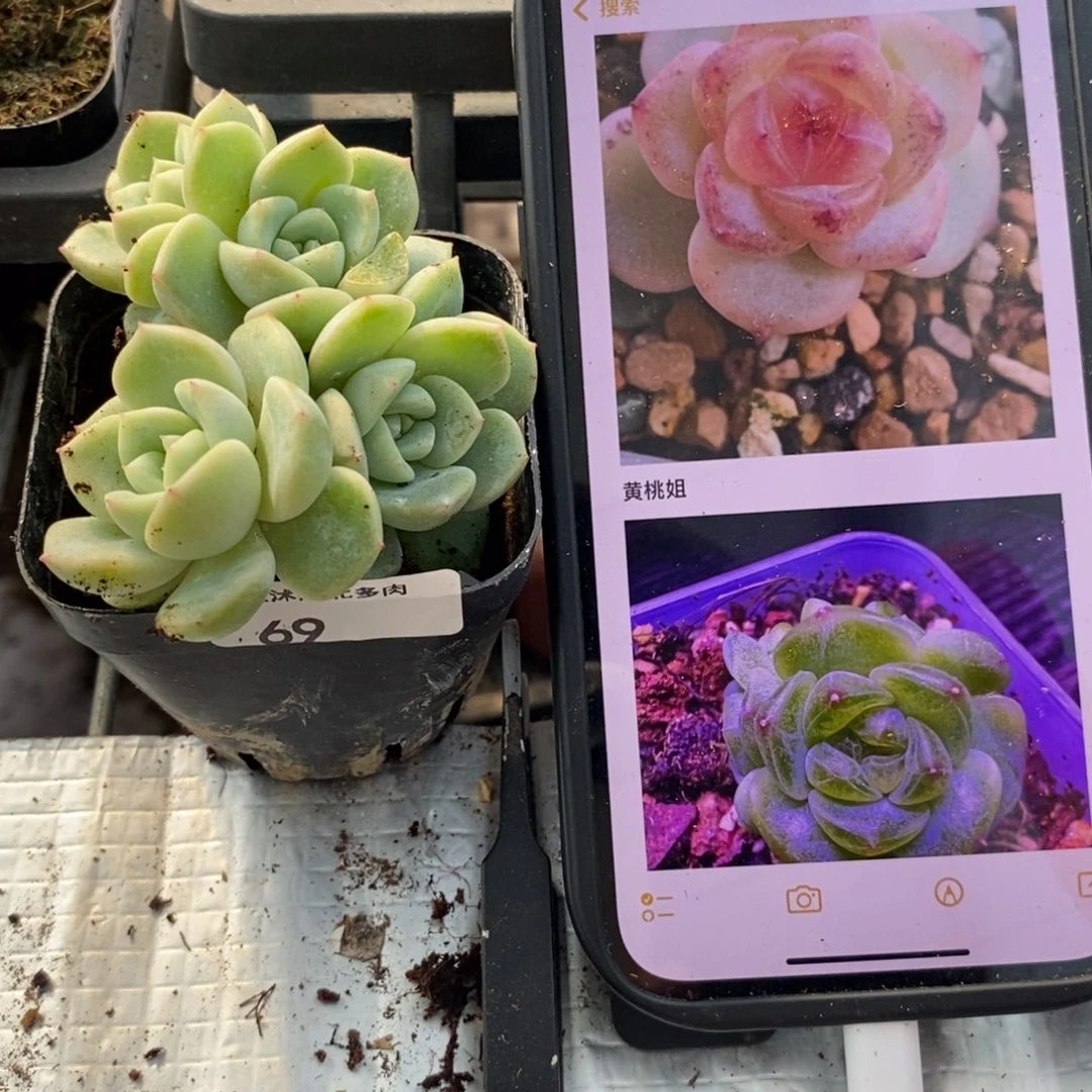 标签442甜心877一个多肉