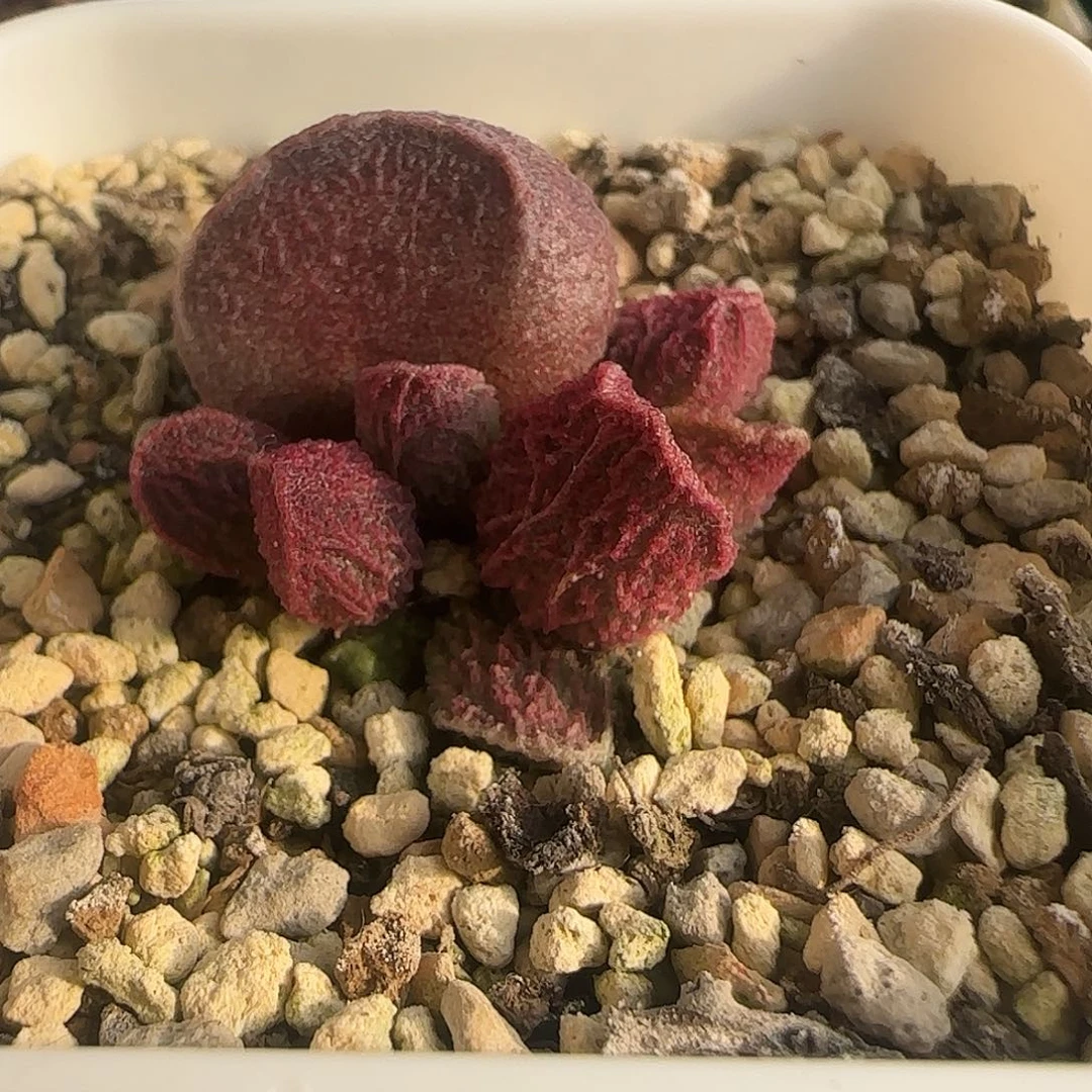 实生水泡 出售整盆