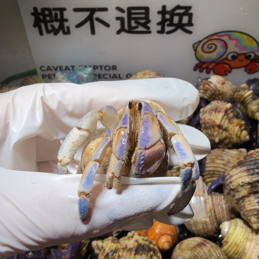 豆包专 2.4口异色马卡龙