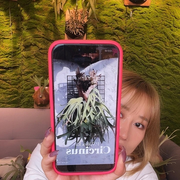 不开花植物ck 圆规座侧 以上板