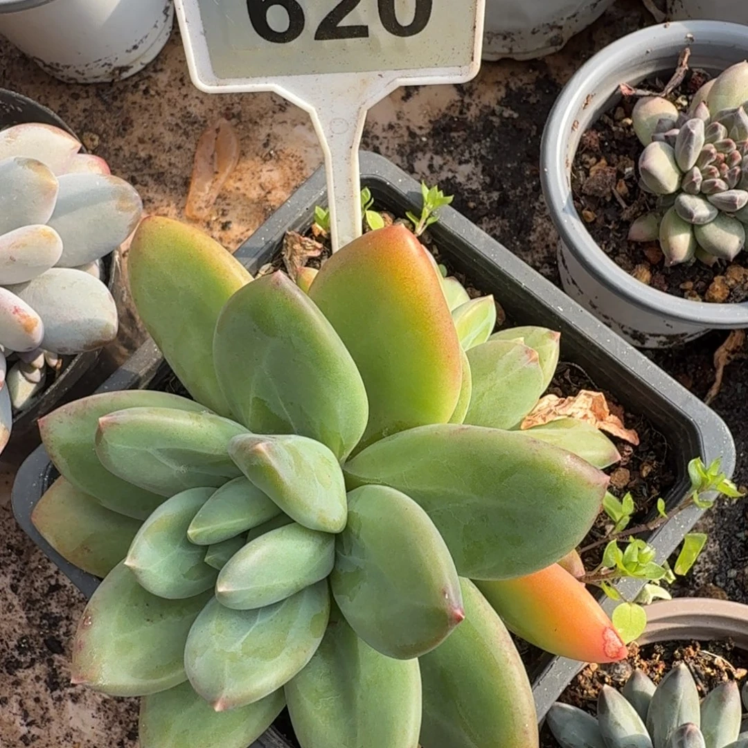海洋之歌一物一拍620