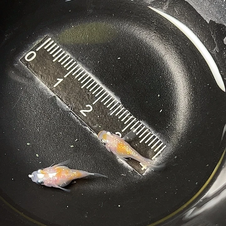 青鳉鱼王华球一组110号