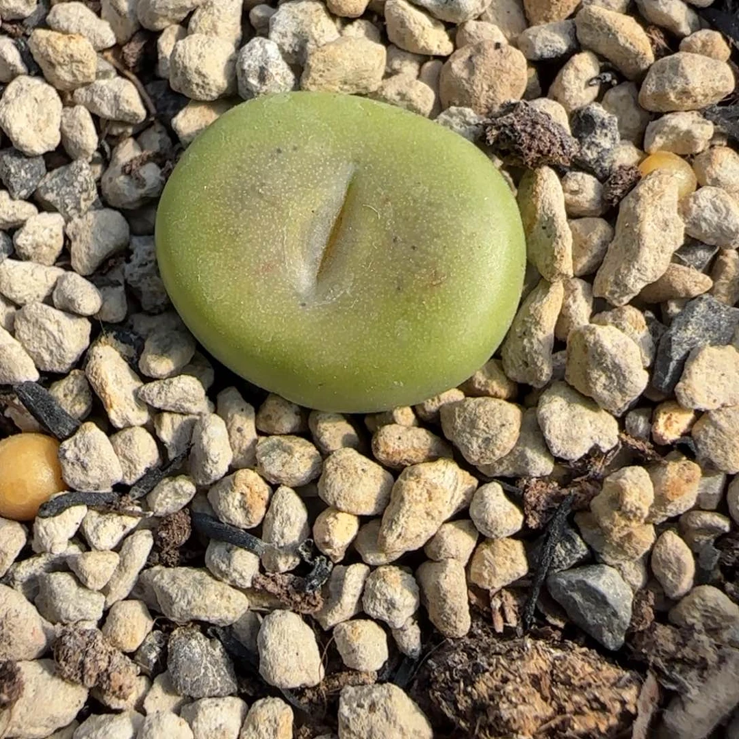 多肉植物比特无替特价137号