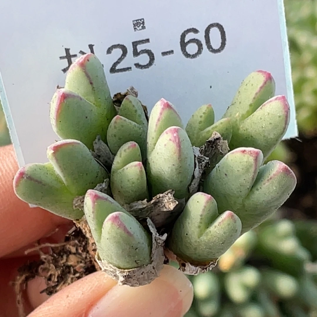 25-60猪蹄多肉植物