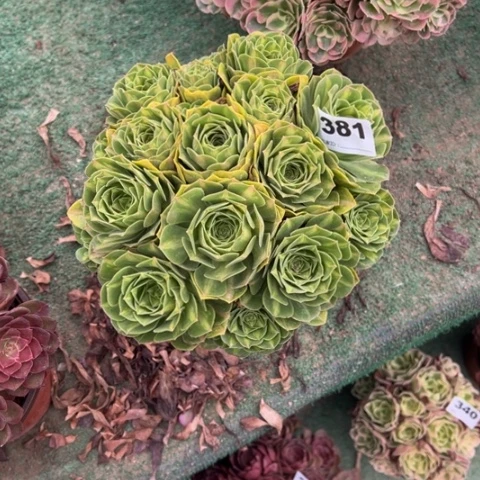 微***行381翡翠琉璃朵朵多肉