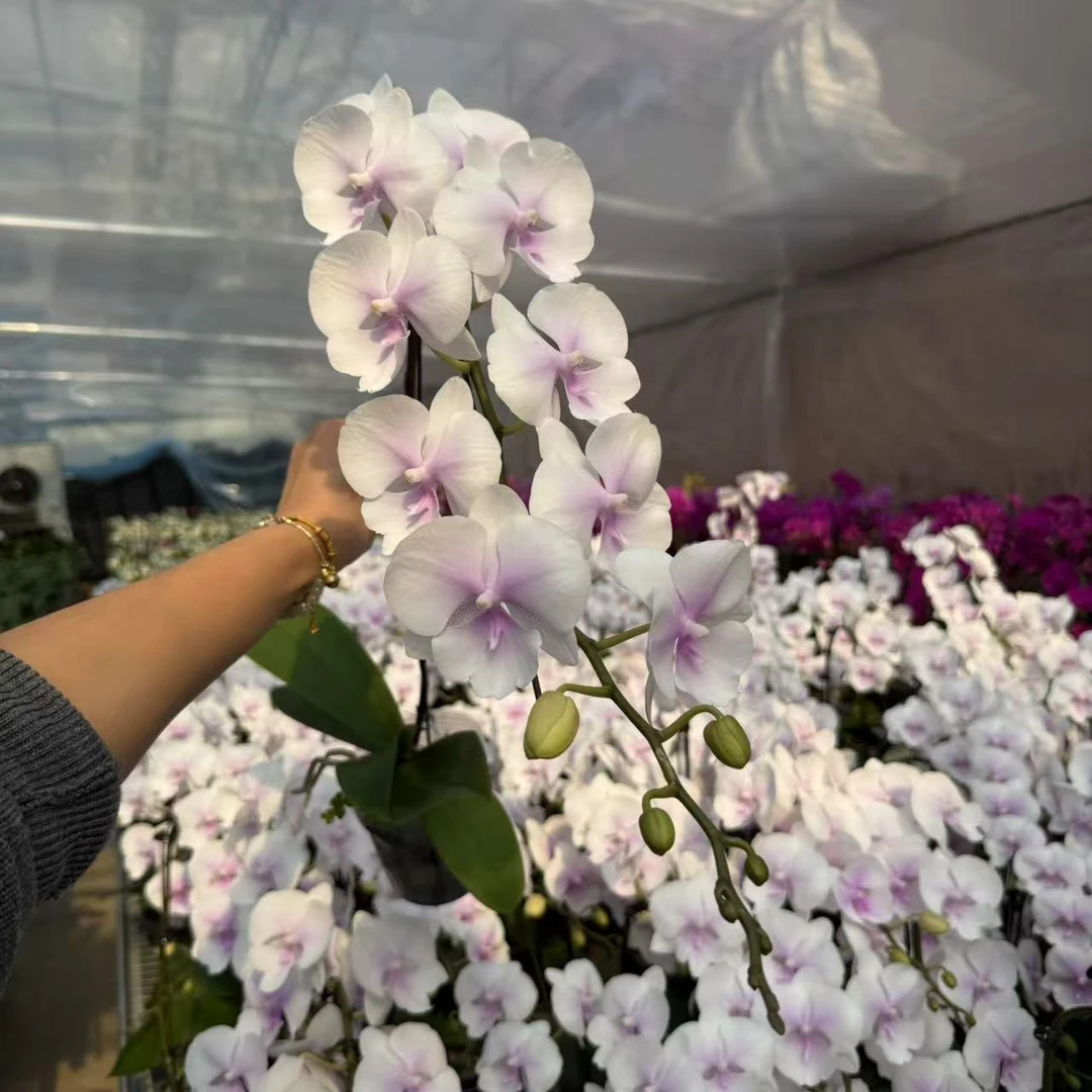 植趣花卉【德州姑娘】3.5寸开花株保15个花