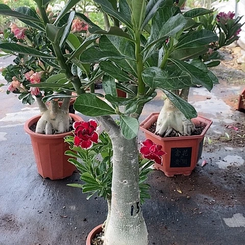 【闪购商品】无花朵往***零