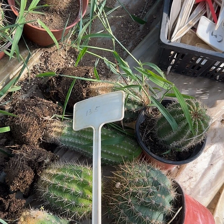 c***i135号毛花柱实生一组20