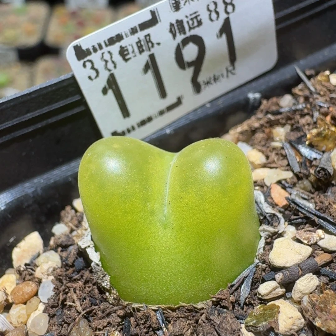 Ssss精品生石花1191
