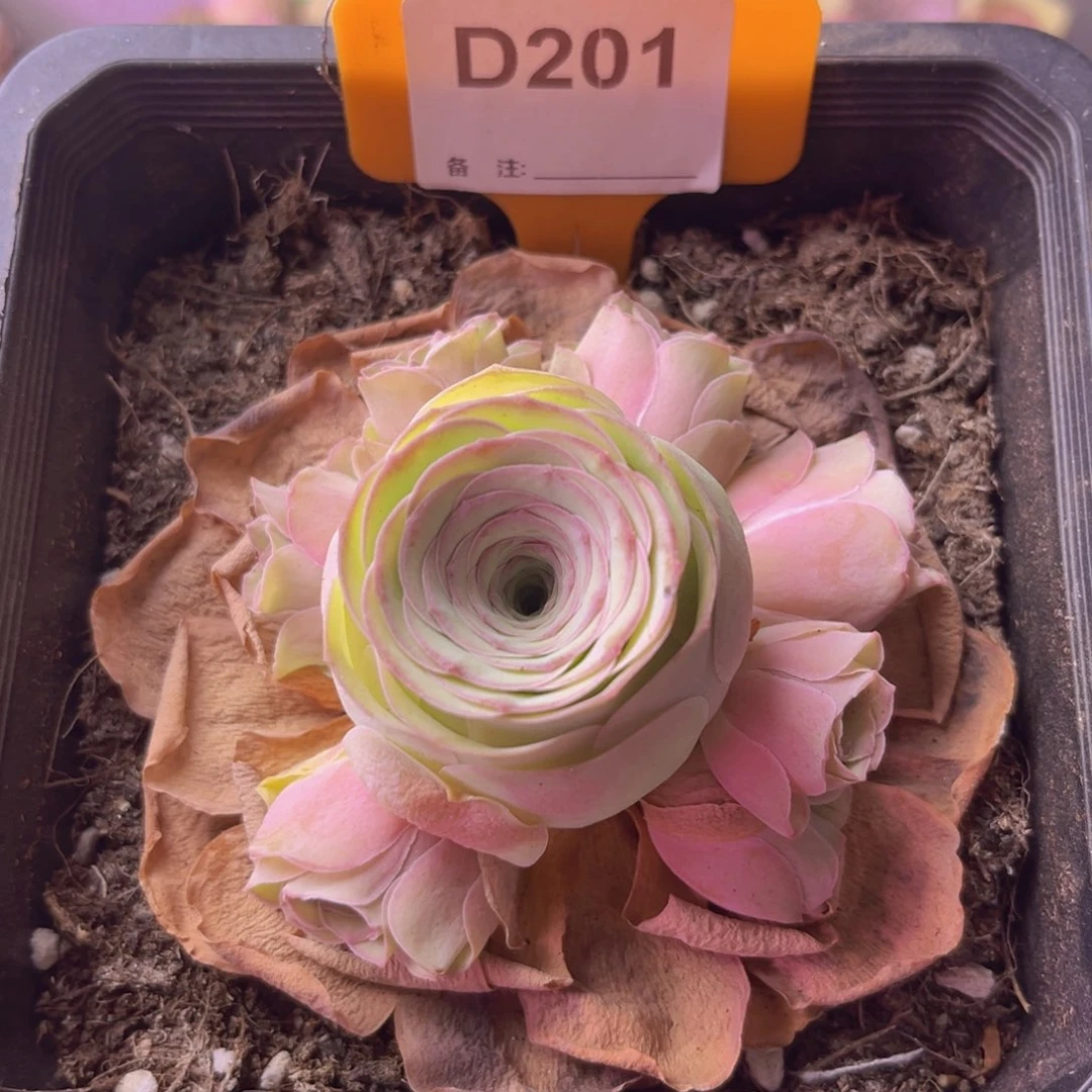山地玫瑰一物一拍D201