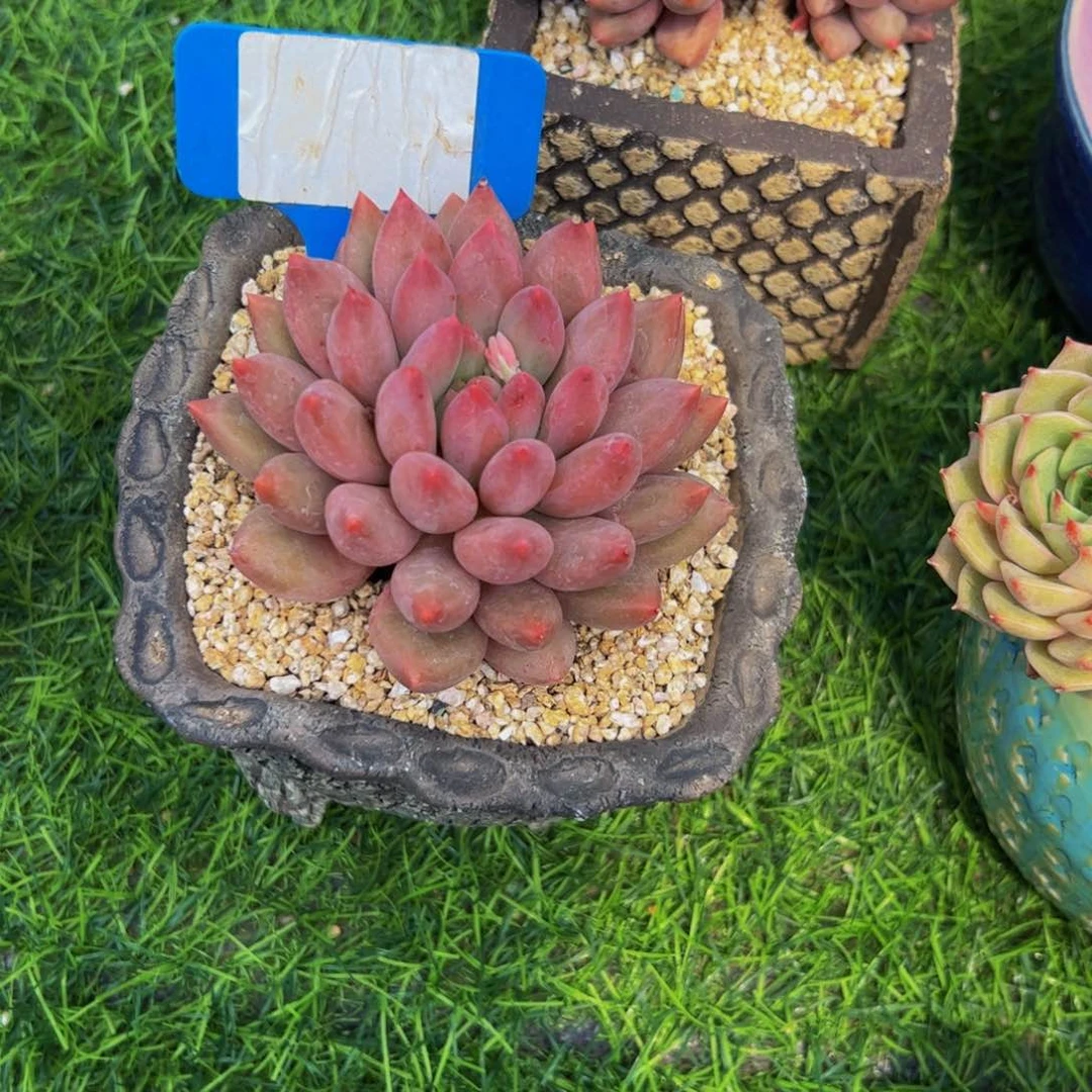 艳*单头水晶球多肉