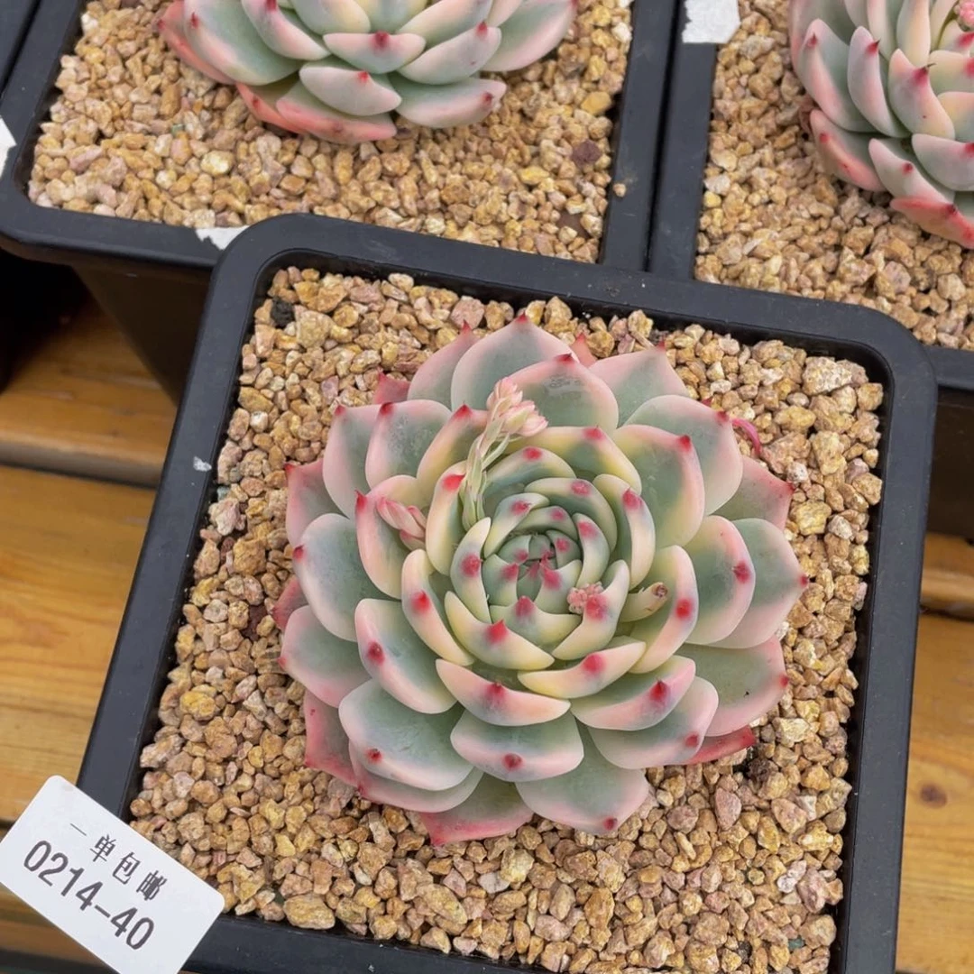 0214-40-吉娃娃锦。。。。。