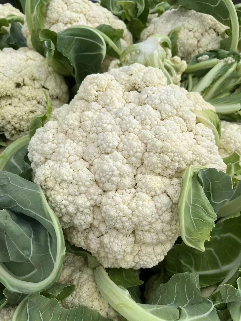 高原花菜现采现发品质一流