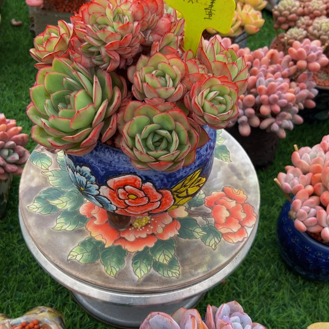 若***雪牡丹亭缀多肉植物