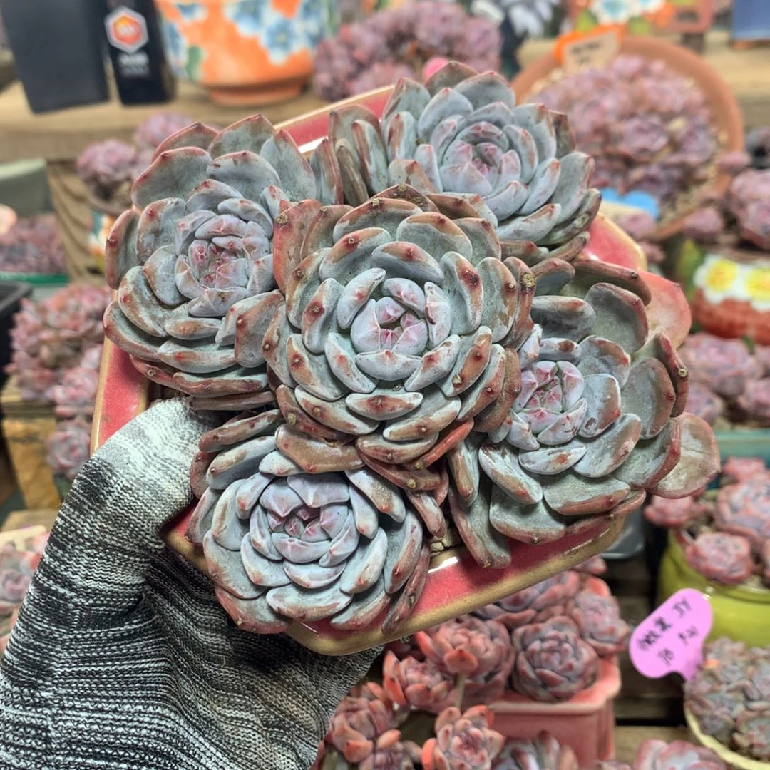 哈哈哈哈哈哈哈哈哈6