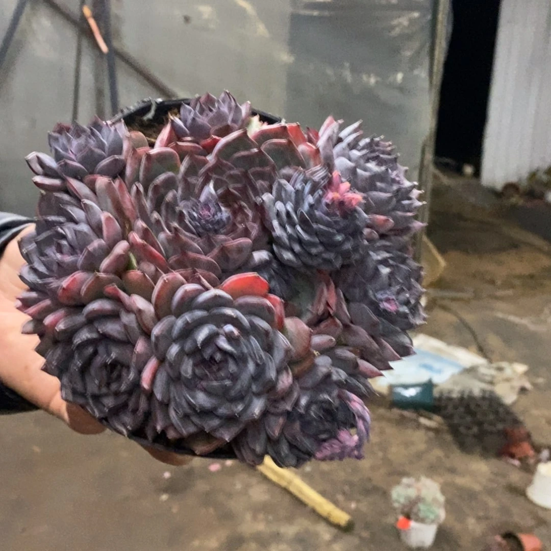 蓝色妖姬大盆整桩，160杯