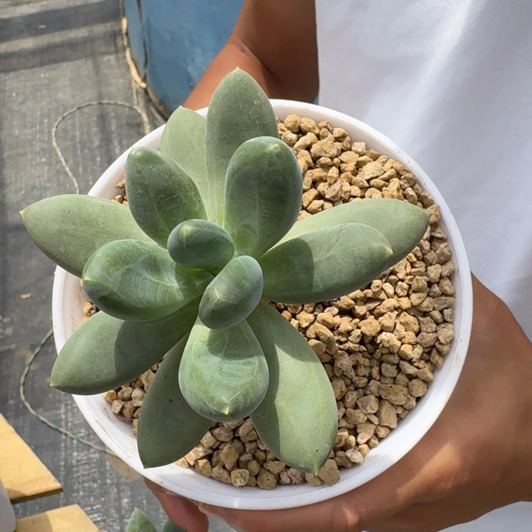 蓝眼睛0000000000000000