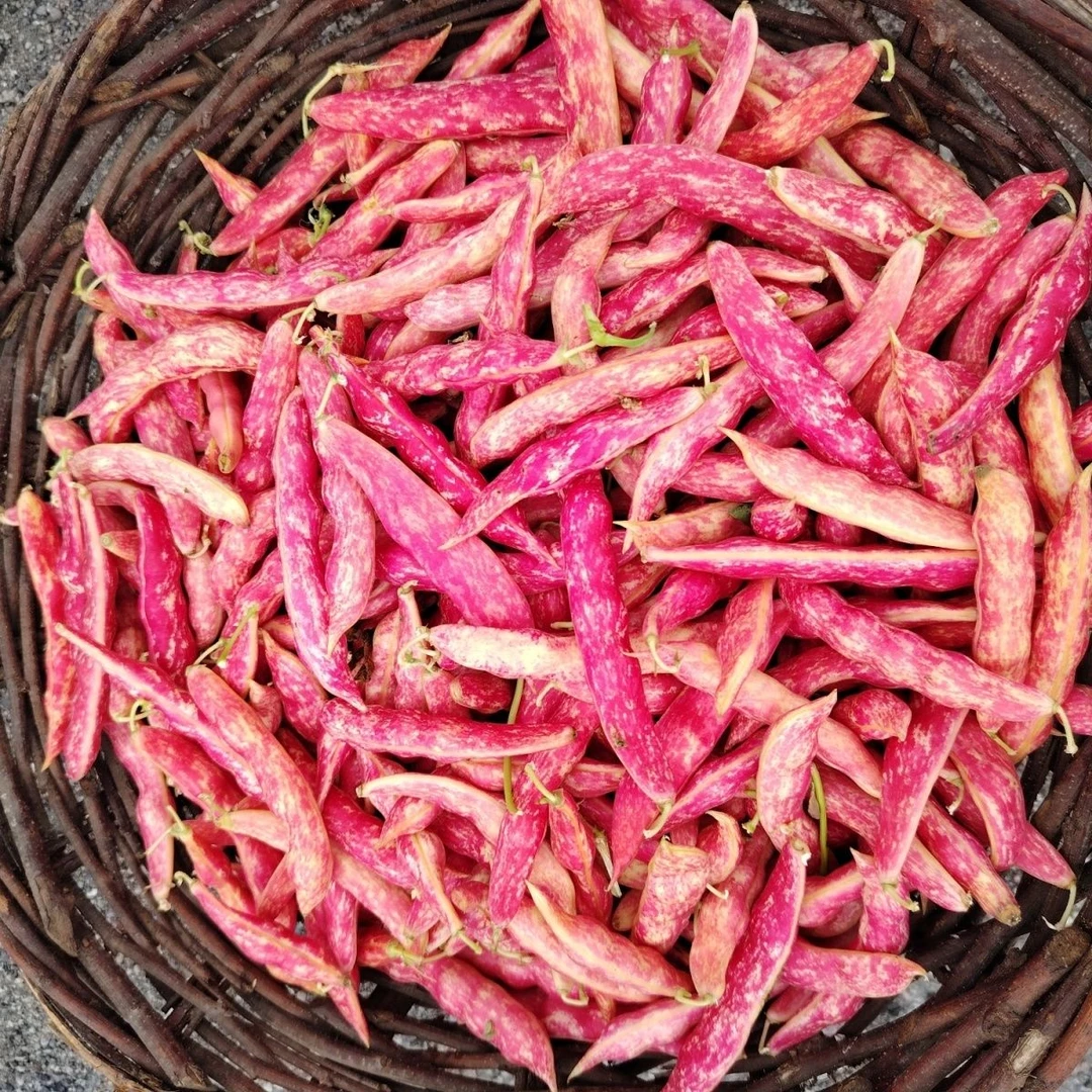 2025年红金钩豆角新鲜豆角鼓豆豆角2斤3斤顺丰包邮