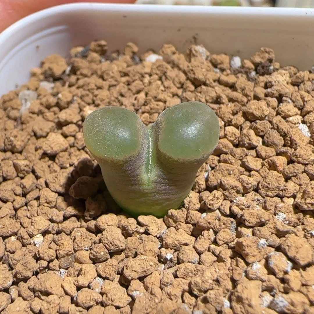 肉锥多肉植物组合-磁铁842