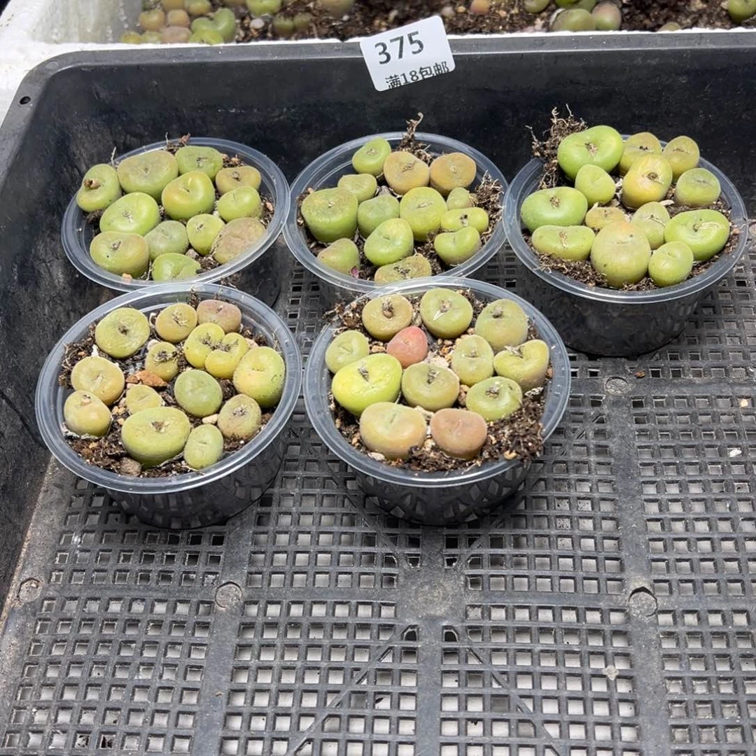 【闪购商品】 375。  量拍 一份