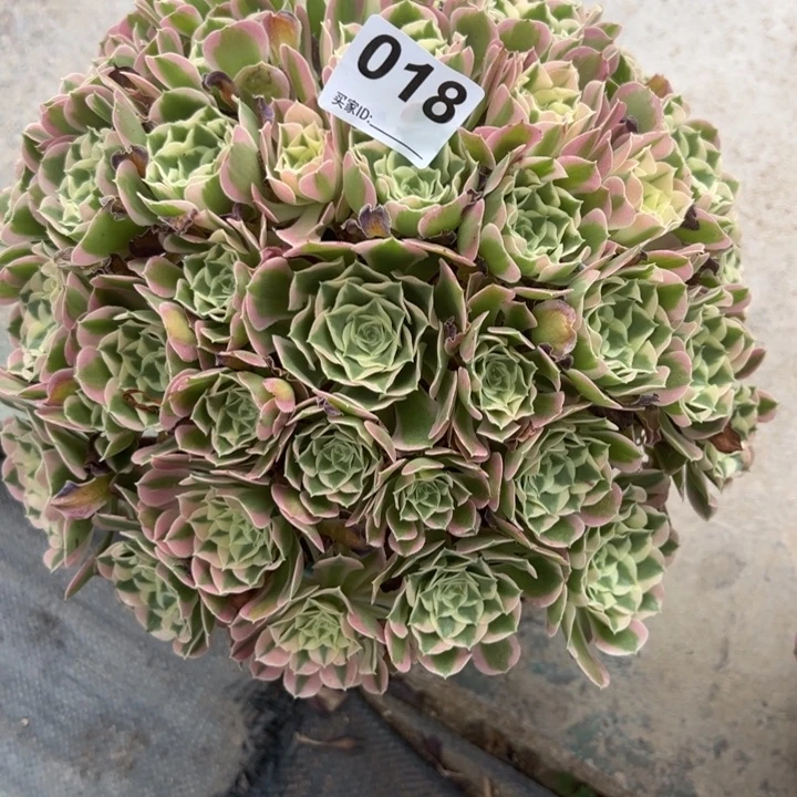 静**年018白凤32厘米左右