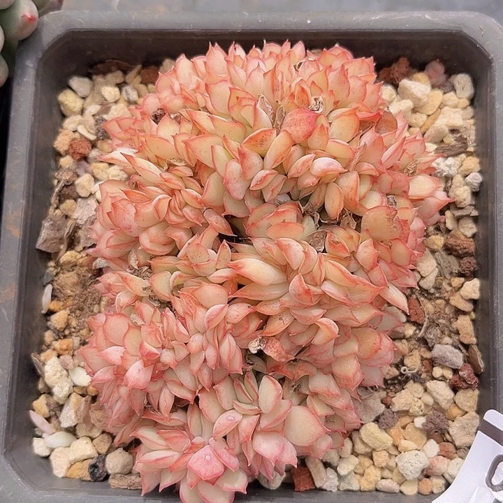 月光女神缀25140多肉植物