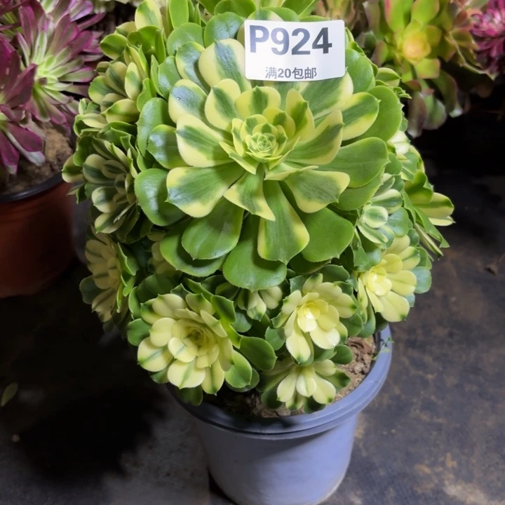 瑞妈，，，。。。924。辛尼亚，